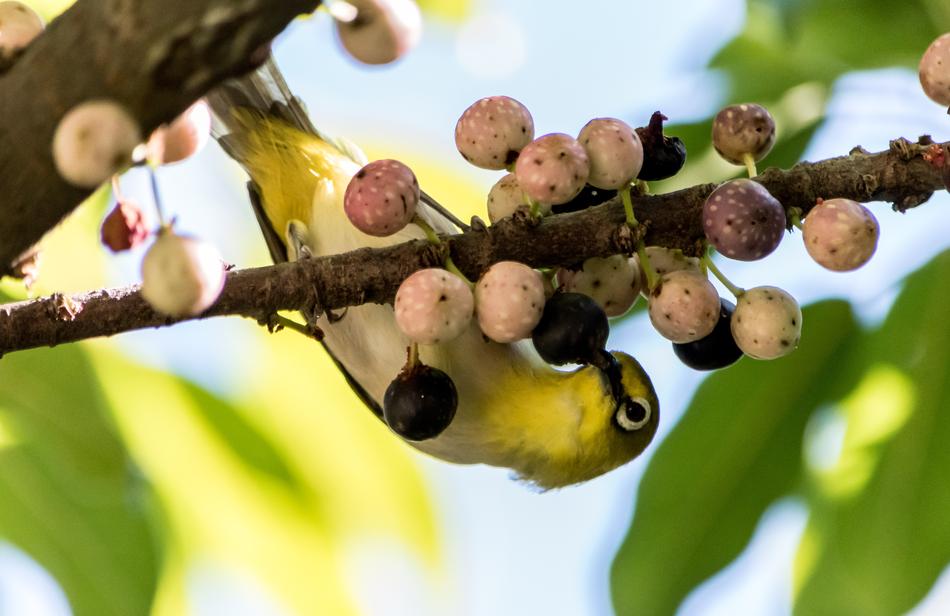 Tree Nature Fruit