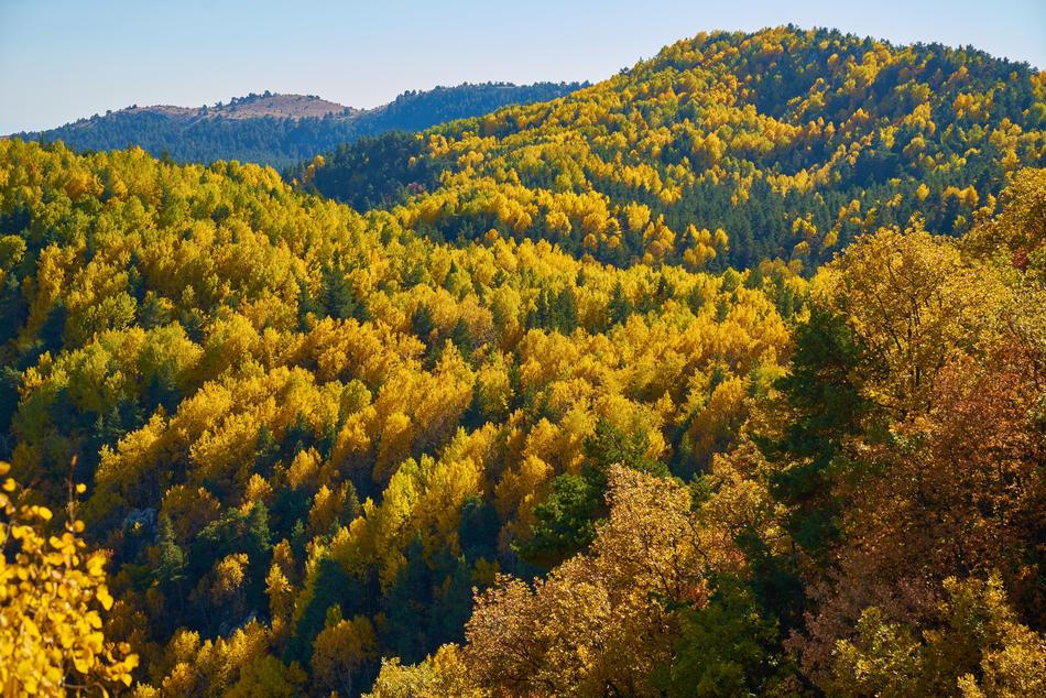 Autumn Forest
