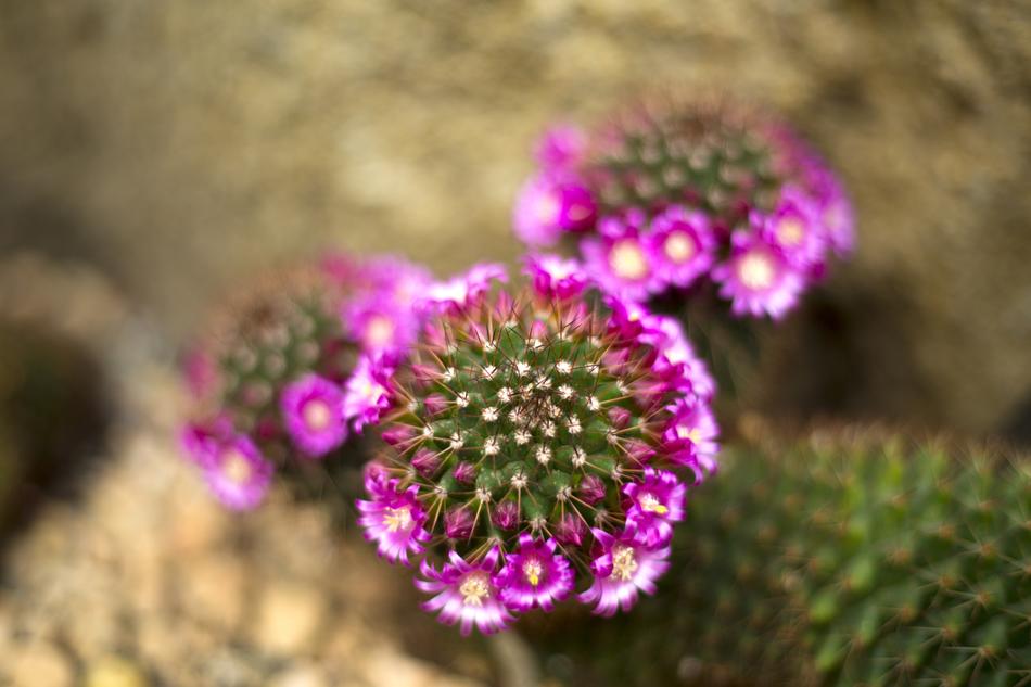 Nature Cactus Plant