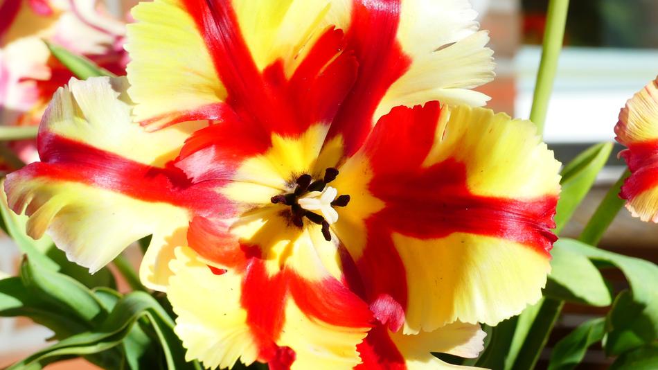 Tulip Plant Blossom