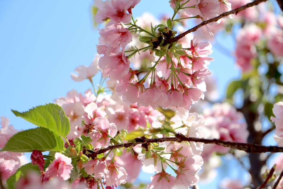 Flower Tree Branch Cherry