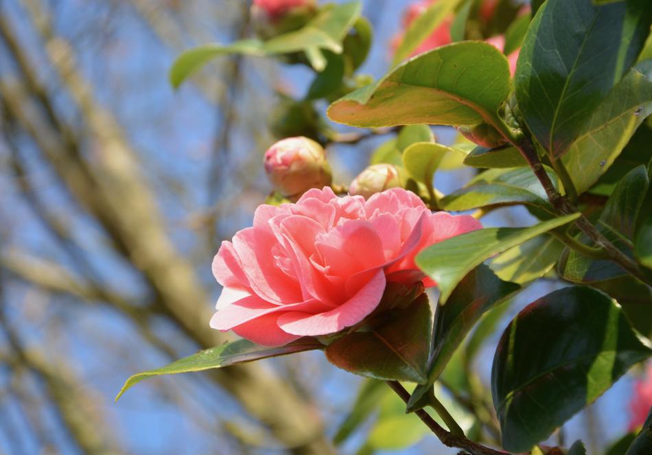 Flower Of Camellia Pink