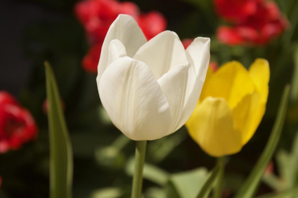Tulips Flowers White