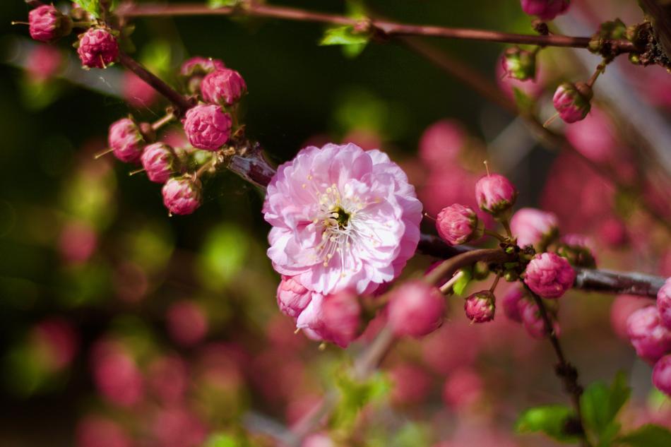 Spring Blossom Pink