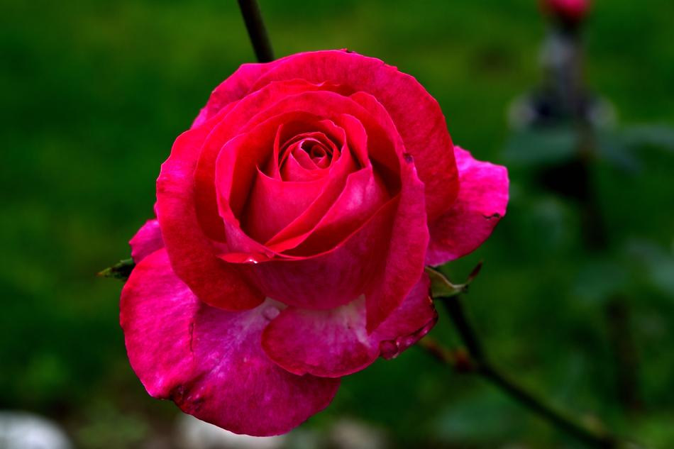 a red rose on a branch in the garden
