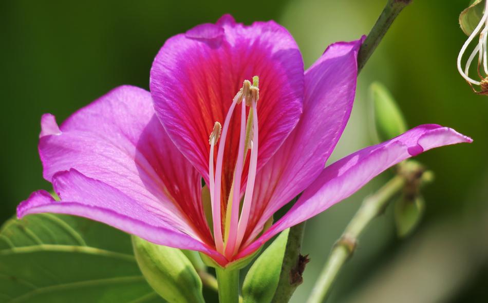 Nature Flower Plant