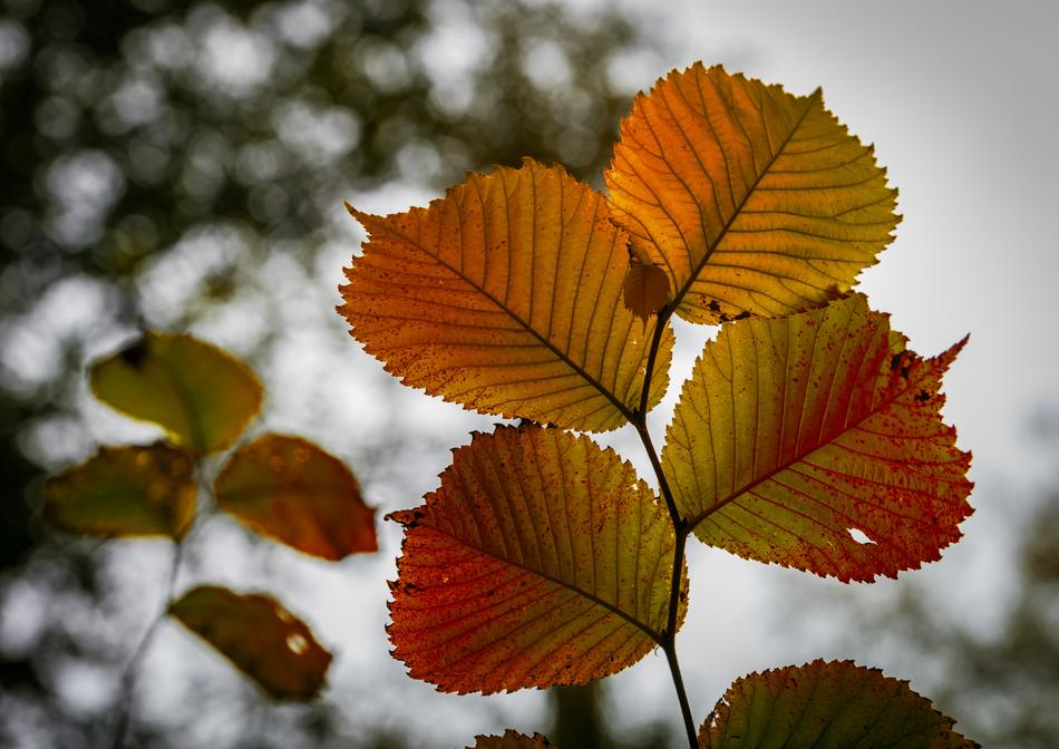 Autumn Background Golden