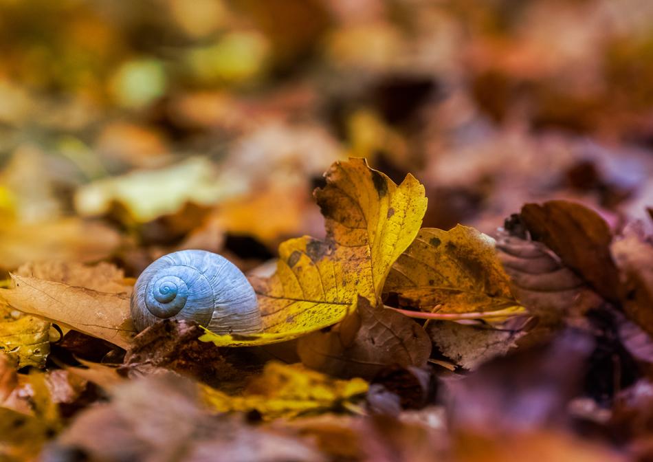 Nature Animals Wallpaper