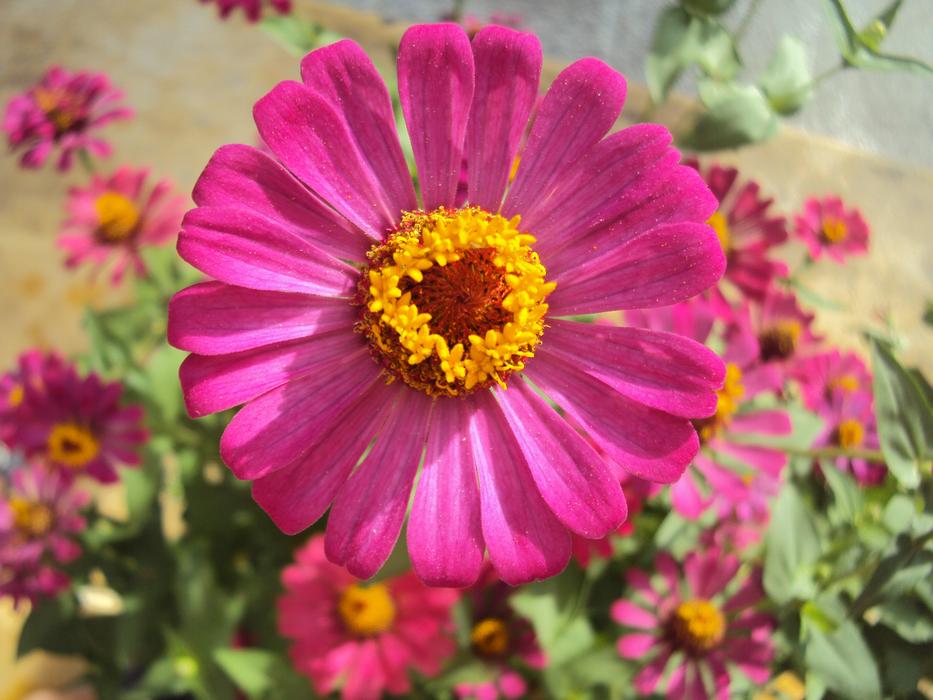 Flower My Home Phan