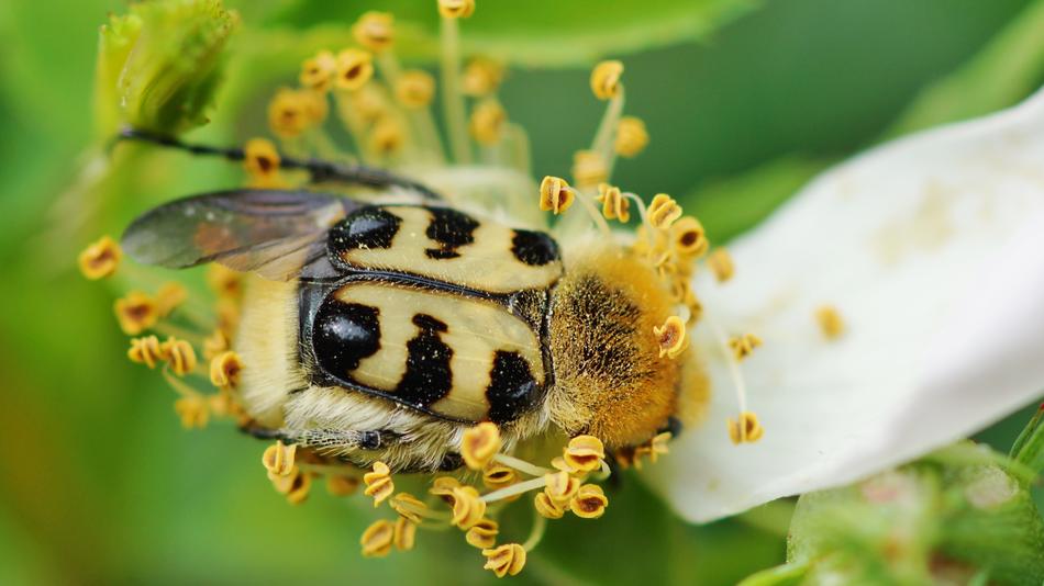 Nature Insect Outdoor