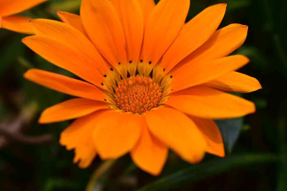 Flower Plant Nature