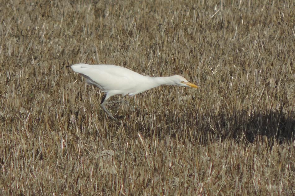 Nature Birds