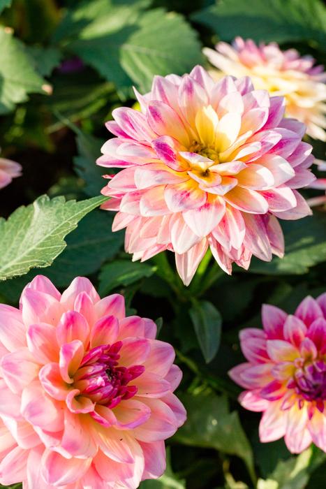 Flower Plant Nature