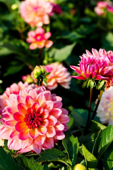 Flower Plant Nature