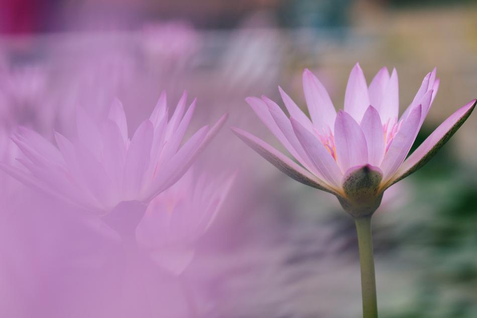 Flower Nature Plant