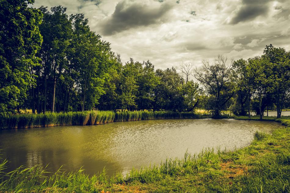 Pond Clouds Trees