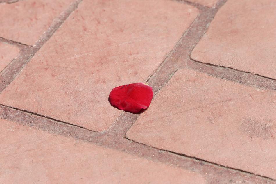 Corpus Christi Feast Red Rose