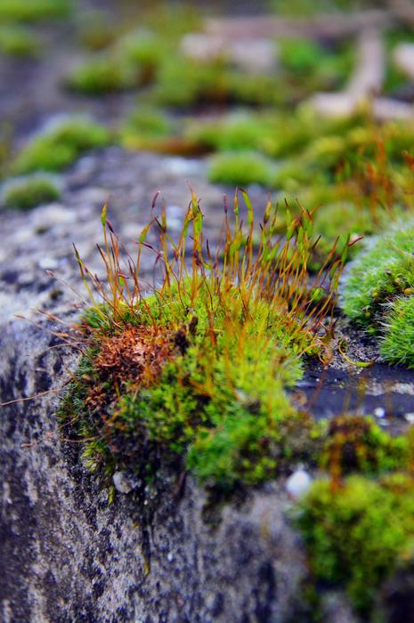 Nature Outdoors Plant