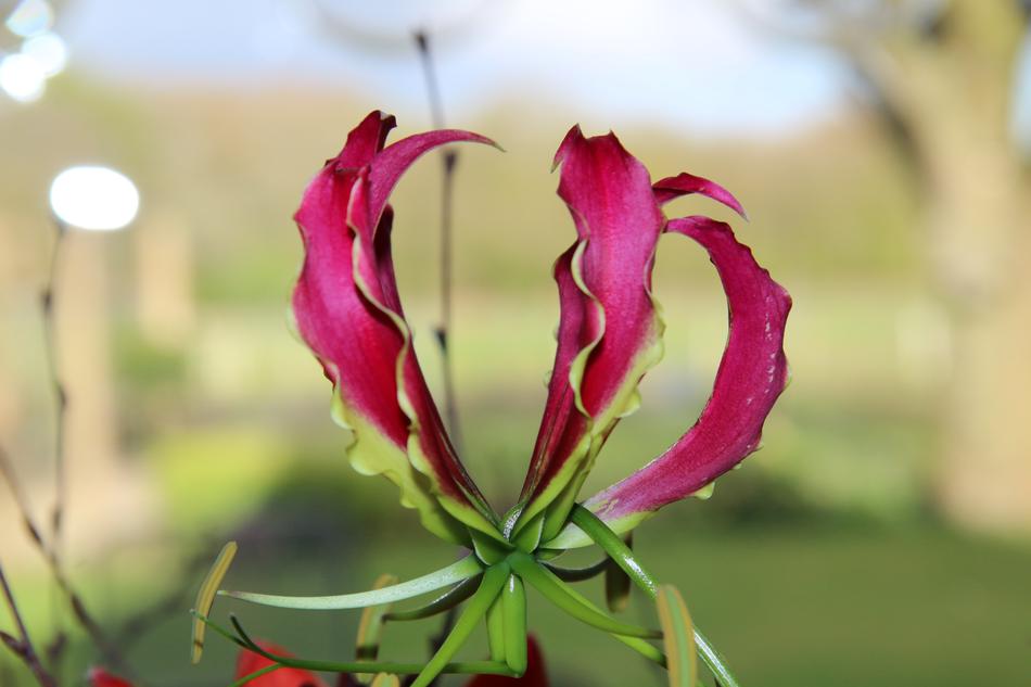 home flower in spring