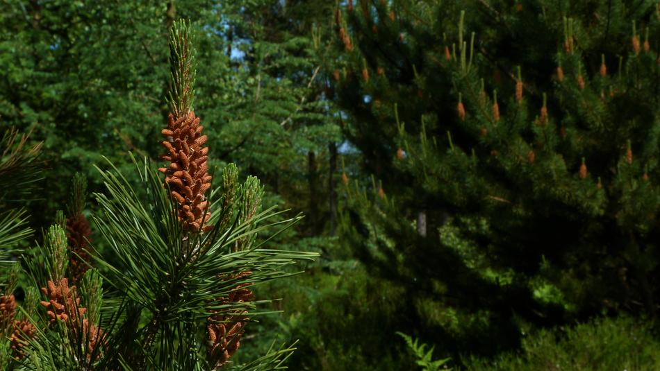 Pine Fir Tree