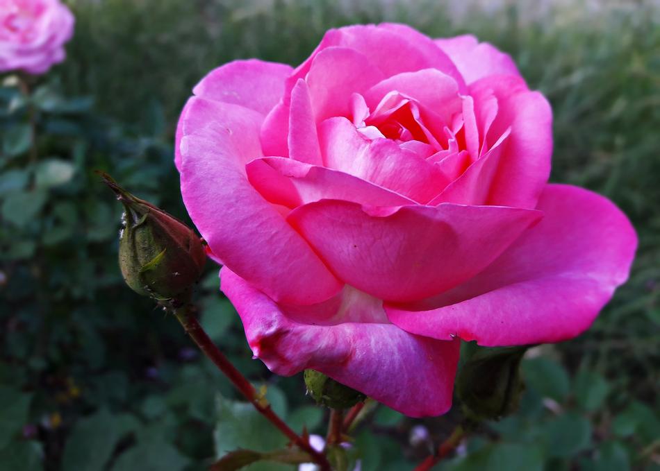 Flower Rose Pink