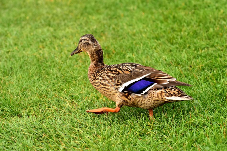 Mallard Cute Nature