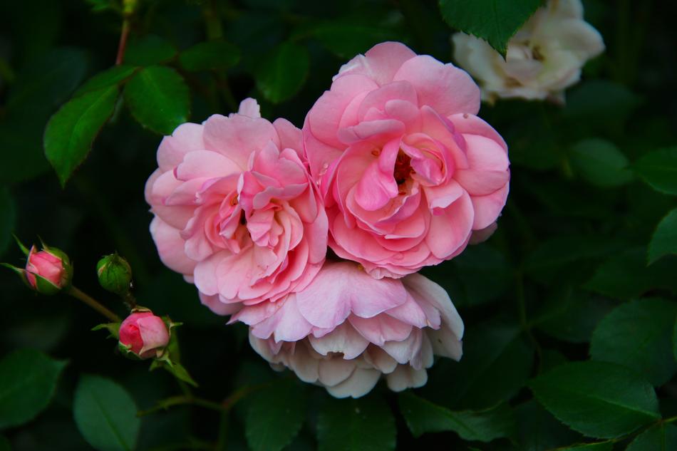 Flower Rose Plant