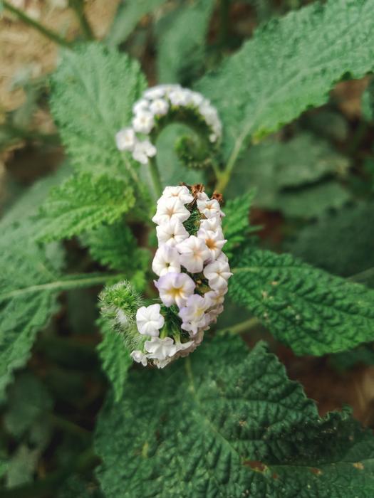 Flower White Nature