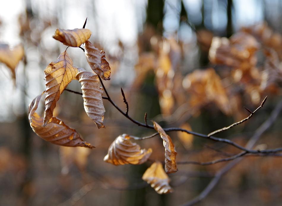 Tree Leaf Autumn