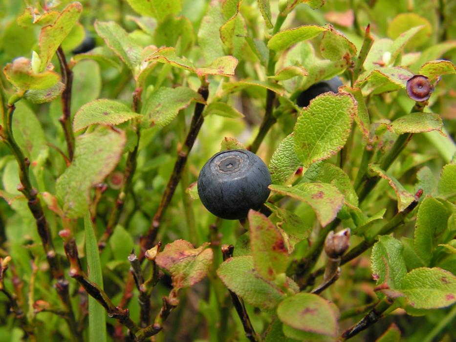 Fruit Nature Eating