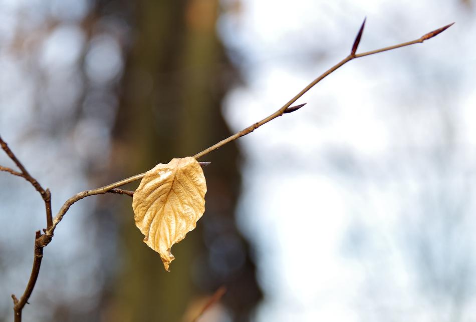 Leaf Yellow Hazel