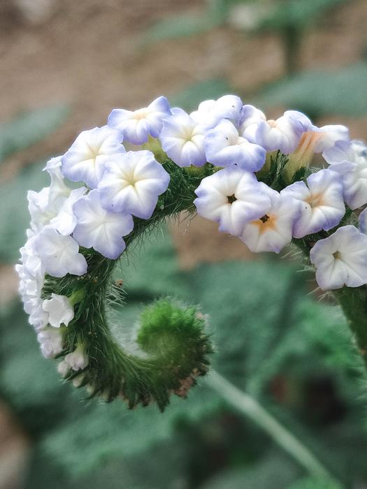 Flower White Nature
