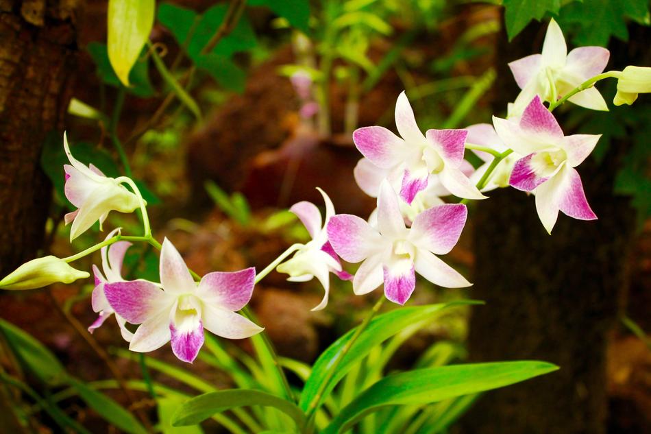 Flower Plant Nature