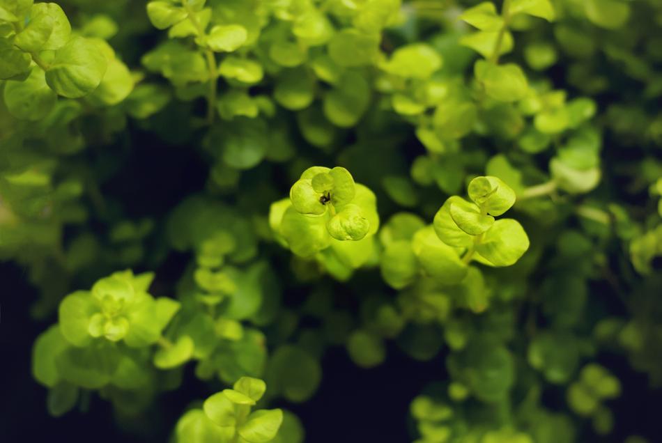 green foliage on a bush