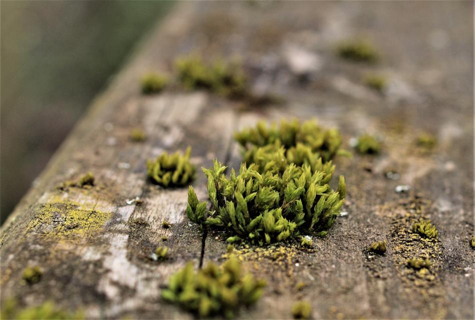 Nature Flora Outdoors