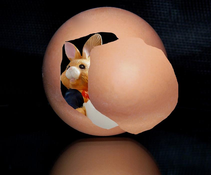 Hare in the egg drawing