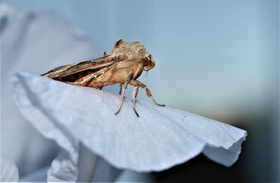 insect on a white flower landscape