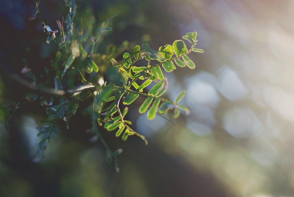 Green Tree Leaf