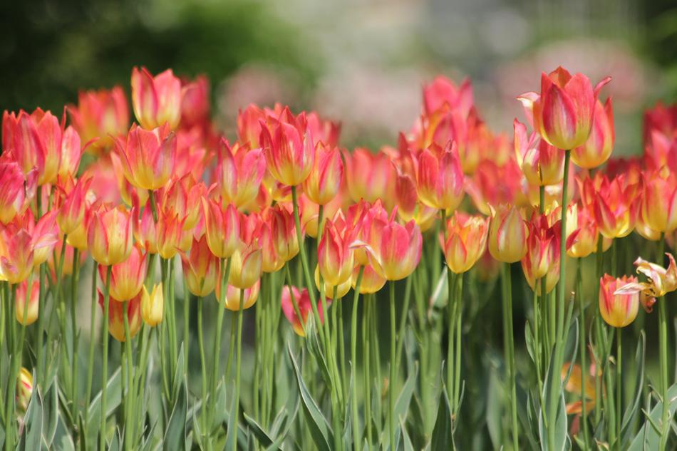 Tulips Flowers Spring
