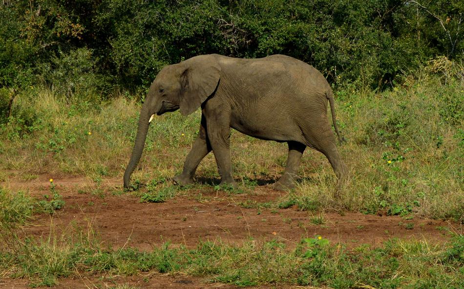 Savannah elephant in the forest