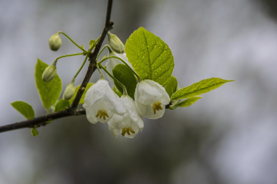 Flower White Rain