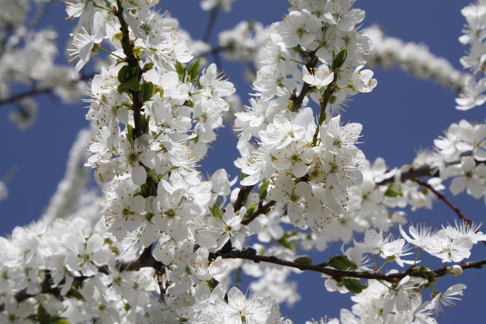 Flower Branch Cherry Wood