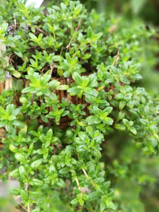 Nature Leaf Plant