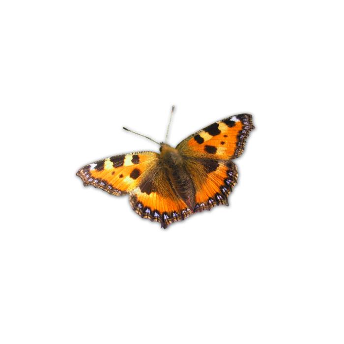 beautiful orange butterfly on a white background