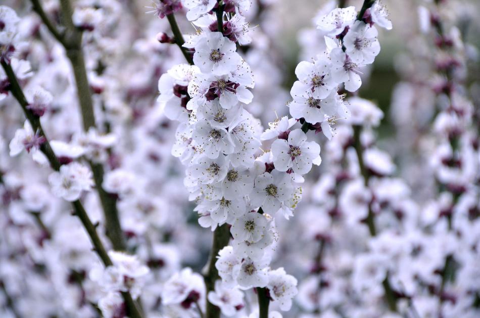 Nature Flower Flowers