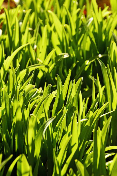 Lawn Leaf Plants Plant