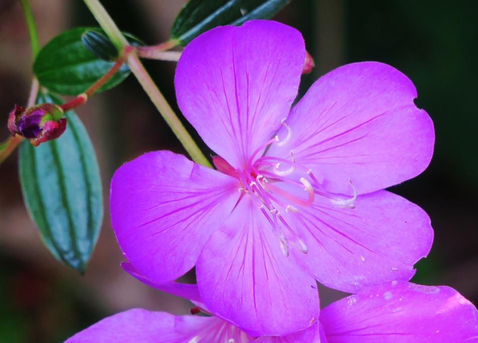 Te Male Flowers Nature Purple
