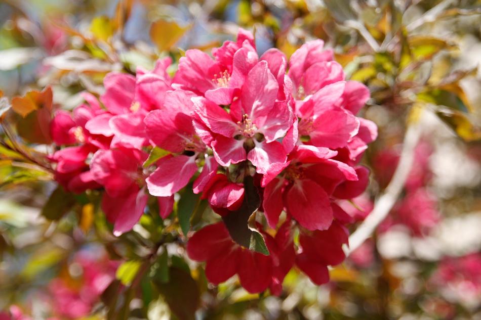 Flower Nature Plant