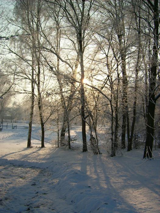 Tree Winter Wood