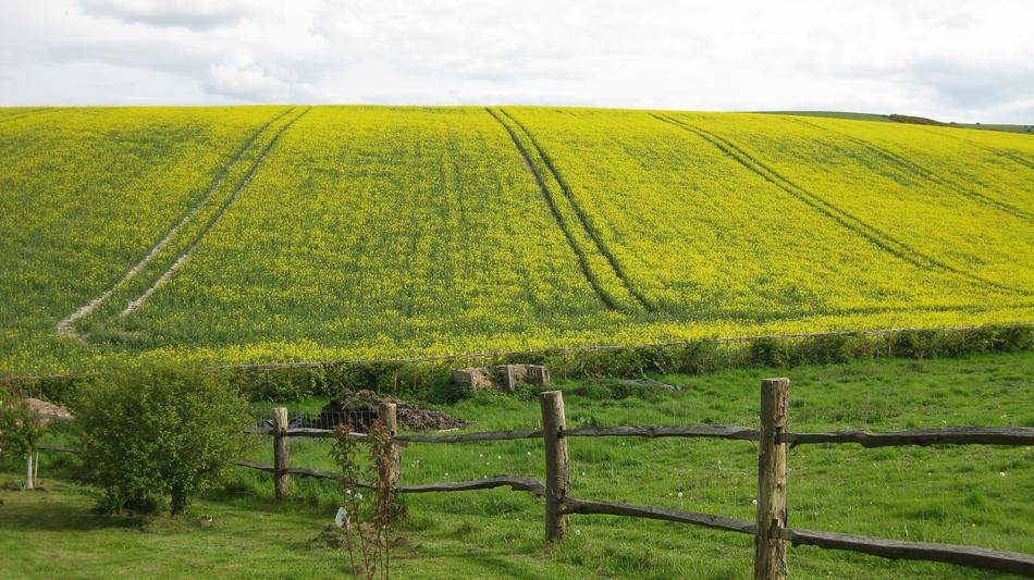 Agriculture Field Farm